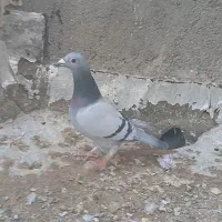 سبز ماده|پرنده|تربت جام, جامرود|دیوار