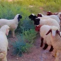 بره 6تانر 4تاماده  گوسفند بز گاو گاومیش  گوساله