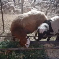 بره نر