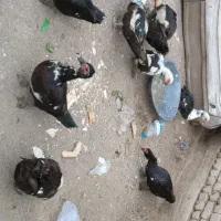 فروش اردک اسرائیلی اصل  نر و ماده