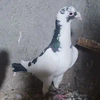 کفتر کلاغ ابلق سار موشی کبوتر  پرشی