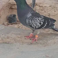 کبوتر نر