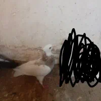 طوق هفت رنگ