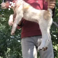 سگ خراسانی افغان