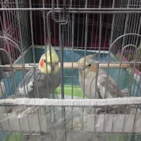 عروس هلندی جفت