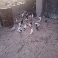 کفتر خال و چنتا تهرانی