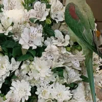 شاه طوطی نر