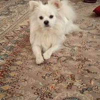 سگ پامر