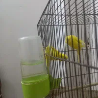 جفت مرغ عشق هلندی