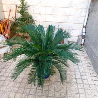 سیکاس|گل و گیاه طبیعی|پردیس, فاز ۸|دیوار