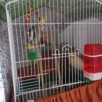 جفت تاعروس هلندی