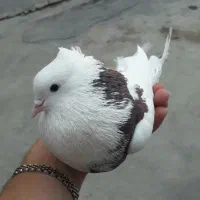 طوقی غریبگیری