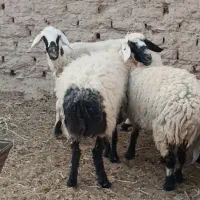 میش قربانی آگاهی را درست بخون17500