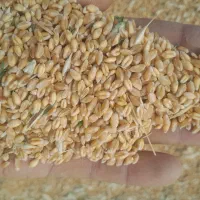 خریدوفروش کنسانتره پرواری شیری جووگندم