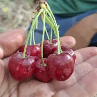 گیلاس سیاه وتک دانه