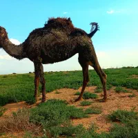 فروش شتر