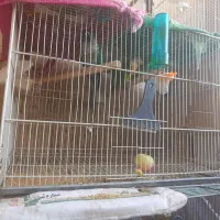 یک عدد گرینچیک گم شده