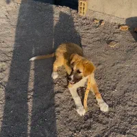 سگ ماده خراسانی اصیل فقط ۳م تا اخر هفته