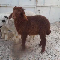 ۳عددبره ۲تانریک ماده