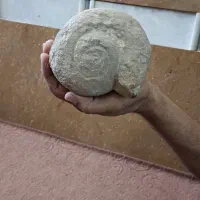 فسیل حلزون