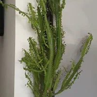 گل کاکتوس
