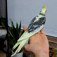 جوجه عروس هلندی نر سخنگو بی نظیر  عروسک
