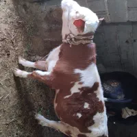 گاو سیمینتال