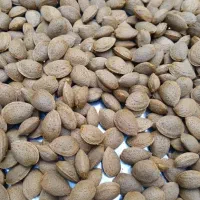بادام سنگی کیلوی ۴۰۰