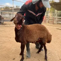 بره