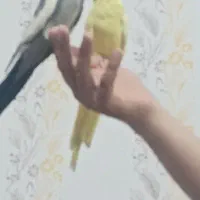 عروس هلندی با تخم