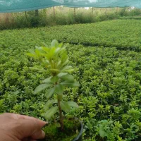 نشای گلدان ۸ پیتسبروم  ریشه پرس