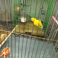 کوتوله ماده جفت عروس هلندی مولد