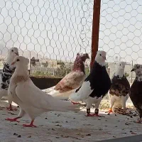 طوقی|پرنده|قم, نیروگاه|دیوار
