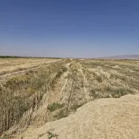 کاه