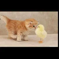 فروش مرغ عمده وخرده