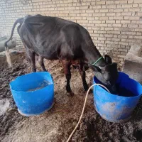گاو‌شیری