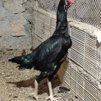 2عددمرغ لاری دانگ بالا