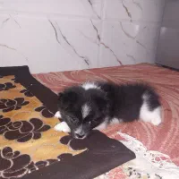 سگ دوماه