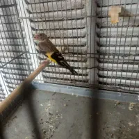 جوجه سهره نر