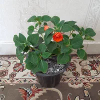 ۶ گل|گل و گیاه طبیعی|اردبیل, |دیوار