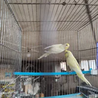 جفت مرغ عشق