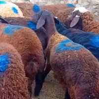 میش بره ماده قوچ
