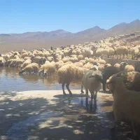 فروش گله میش بز بزغاله جوان معاوضه با سواری