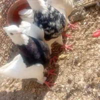 طوقی کبوتر