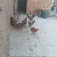 13 عدد مرغ و خروس سالم و سر حال