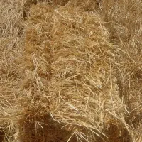 کاه سفید نرم از کردستان به تحویل شما