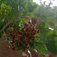 100 پیش پرداخت زمین تحویل با سهمیه آب