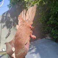 دو جفت صرب و سفید پاک نر