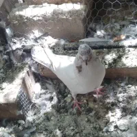 کبوتر