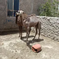 ۲عدد شتر نر